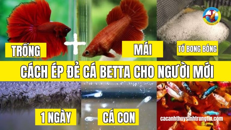 cach-de-ep-de-ca-betta-cho-nguoi-moi