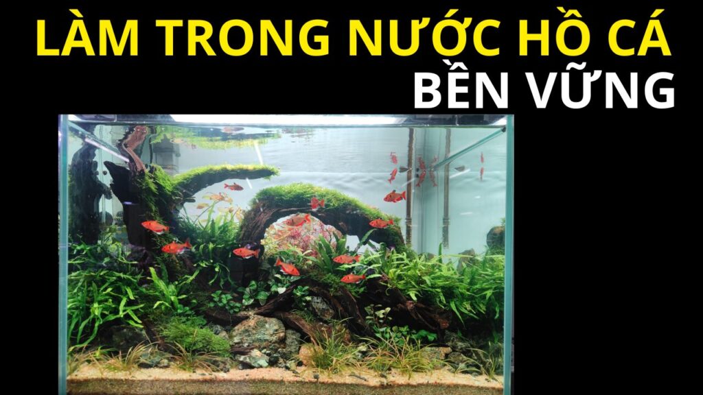 cach-lam-trong-nuoc-ho-ca-ben-vung