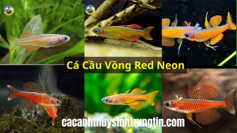 Cá Cầu Vồng Red Neon