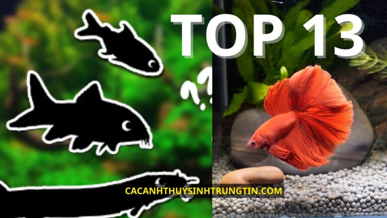 top-13-loai-ca-nuoi-chung-voi-betta