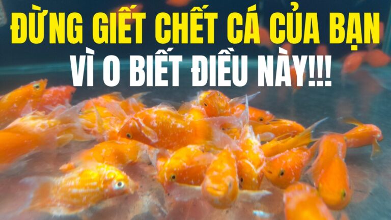 cach-nuoi-ca-canh-cho-nguoi-moi-bat-dau