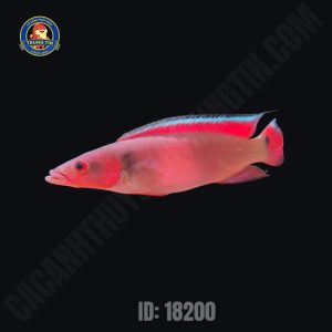 cá khổng tước 1