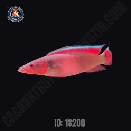 cá khổng tước 1