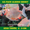 Cá Pacu Albino Short