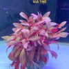 Cây đại hồng huyết (ớt đỏ)