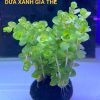 Cây vảy ốc xanh cao (dưa xanh)