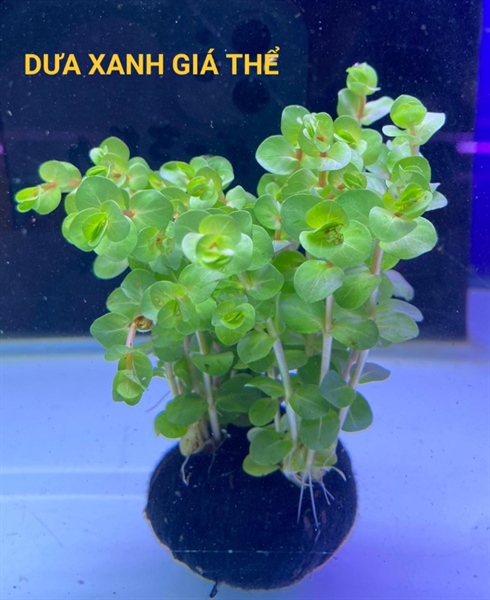 Cây vảy ốc xanh cao (dưa xanh)