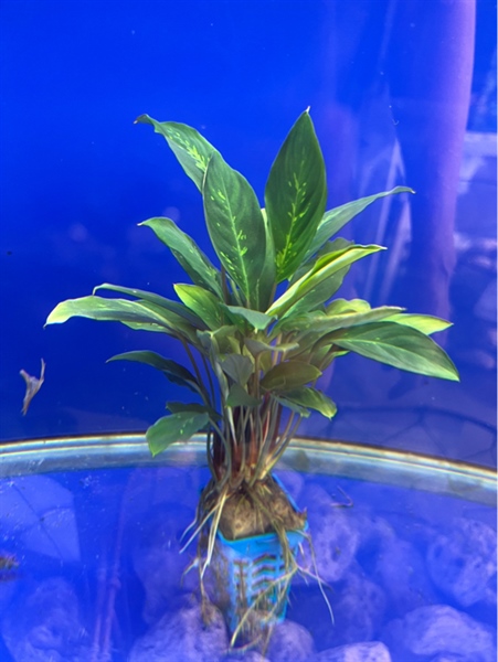 Cây Bucep Spathiphyllum