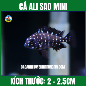 CÁ ALI SAO MINI