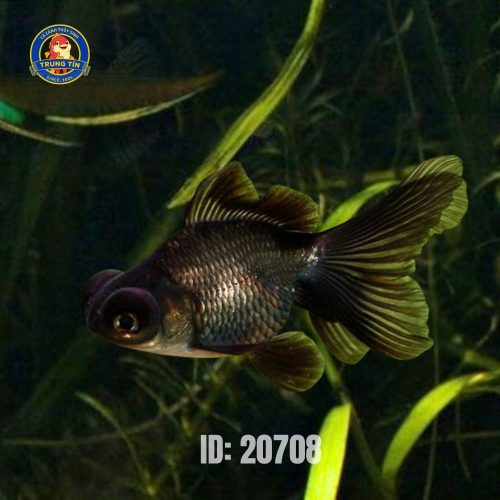 cá ba đuôi mắt lồi đen