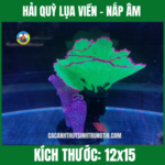 HẢI QUỲ LỤA VIỀN – NẮP ÂM