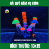 HẢI QUỲ NẤM NỤ TRÒN