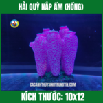 HẢI QUỲ NẮP ẤM (HỒNG)
