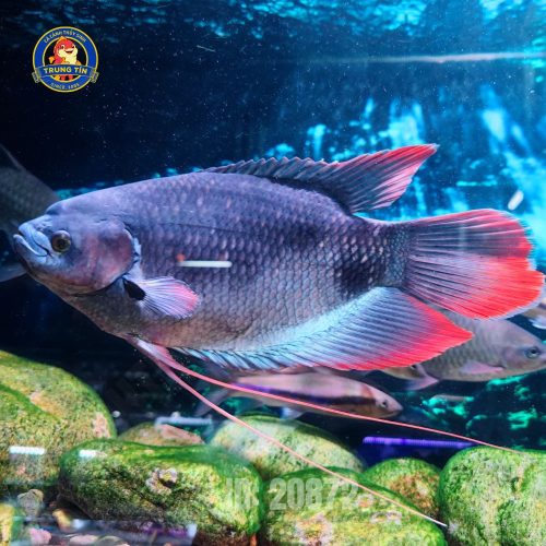 cá hồng tượng (3)