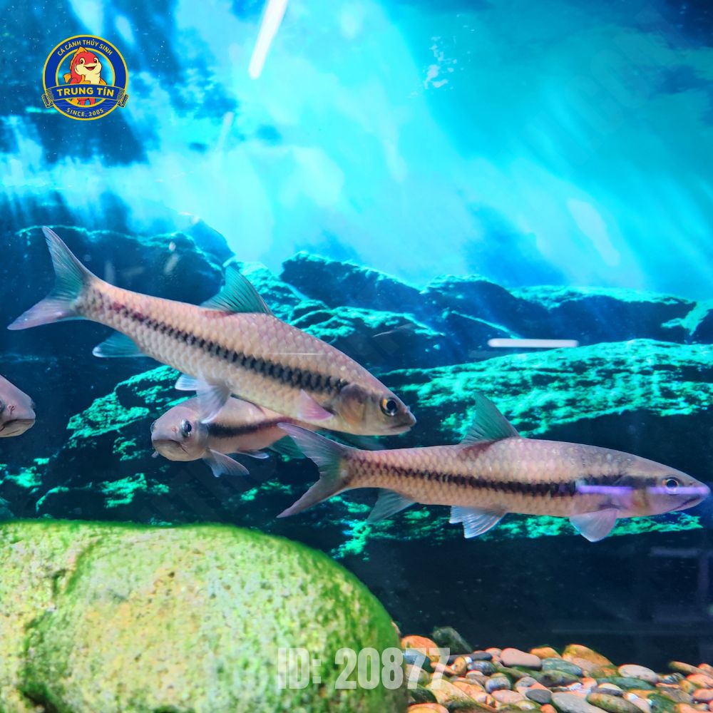 cá pami mini 1 (3) cá pami mini 1 (3)