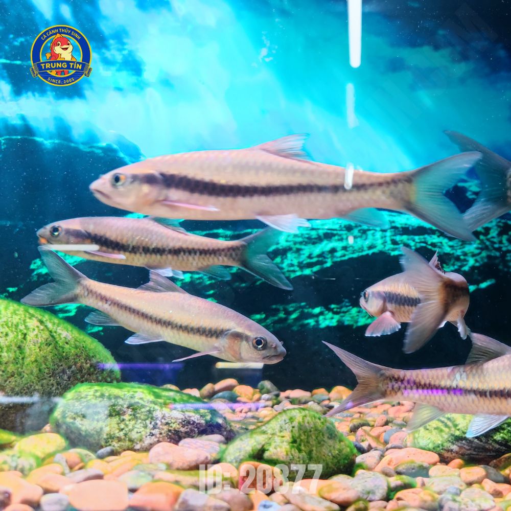 cá pami mini 1 (4) cá pami mini 1 (3)