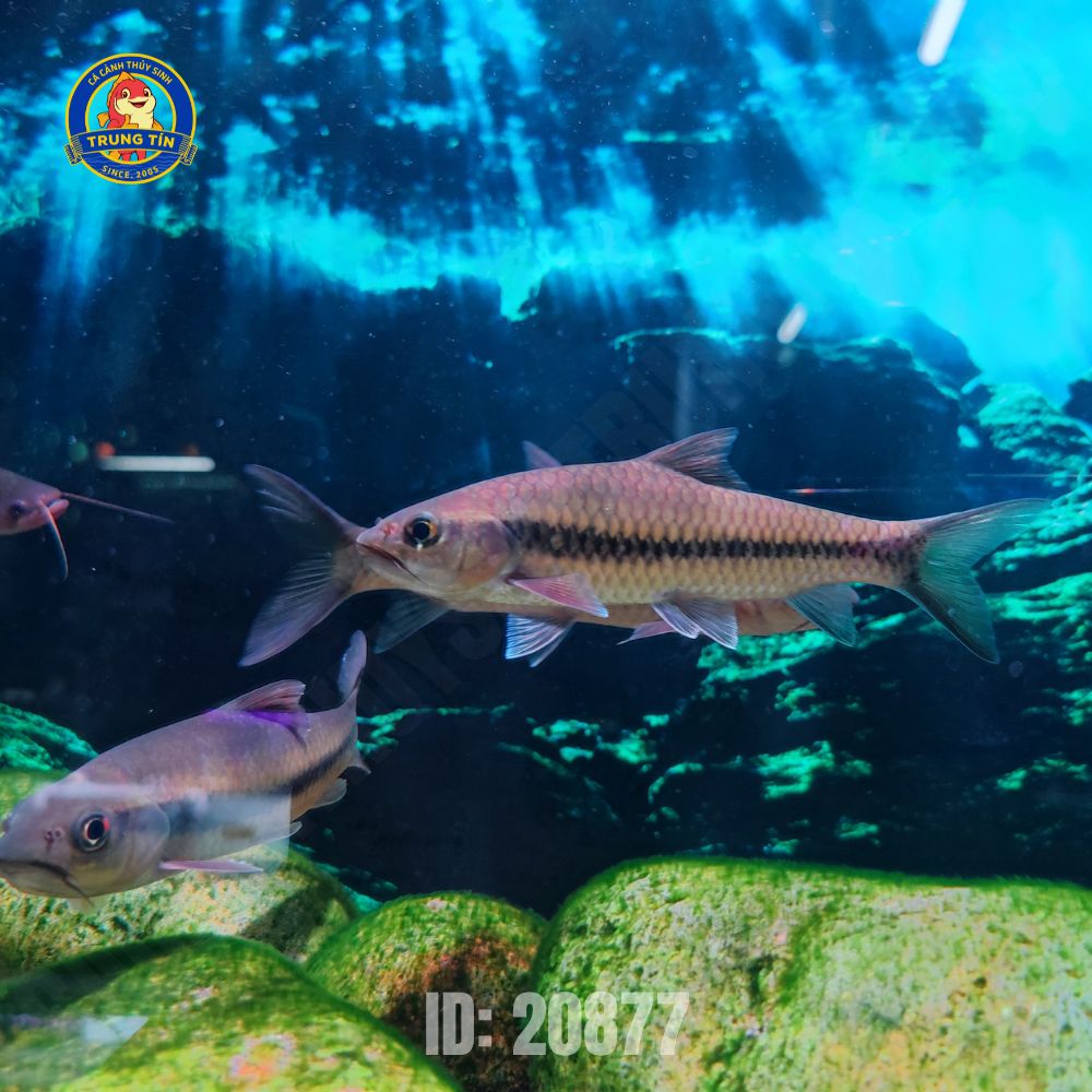 cá pami mini 1 cá pami mini 1 (3)