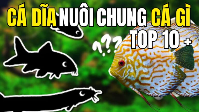 Cá dĩa nuôi chung cá gì