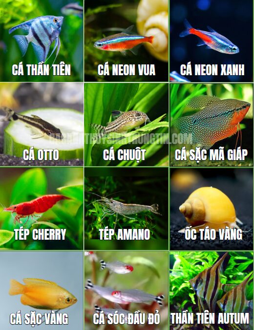 cá dĩa nuôi chung cá gì