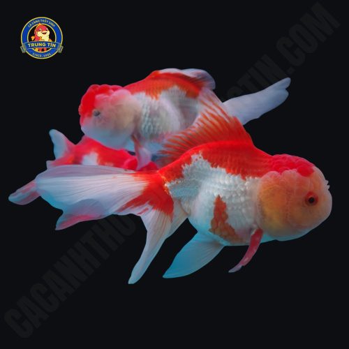 Cá ba đuôi đầu lân 50k