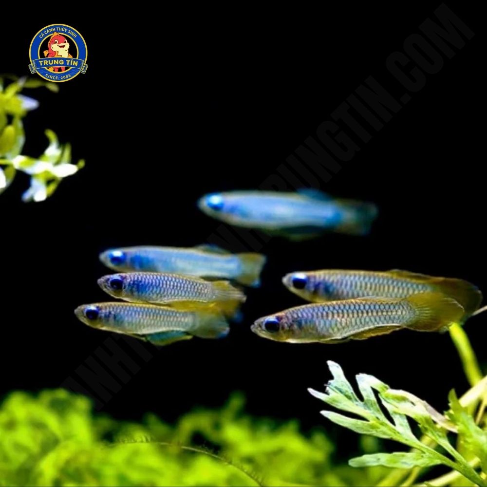 cá mắt đèn 2 cá mắt đèn