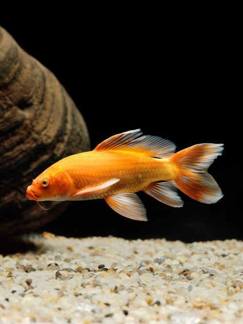 chép phi tần đỏ