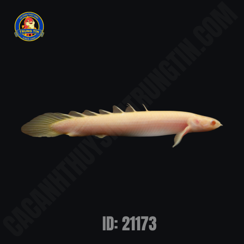 khủng long albino 3 ID_ 21173