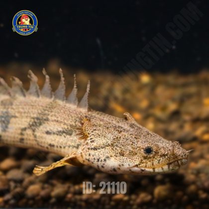 khủng long hoàng đế 3 ID_ 21110