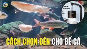 CÁCH CHỌN ĐÈN BỂ CÁ