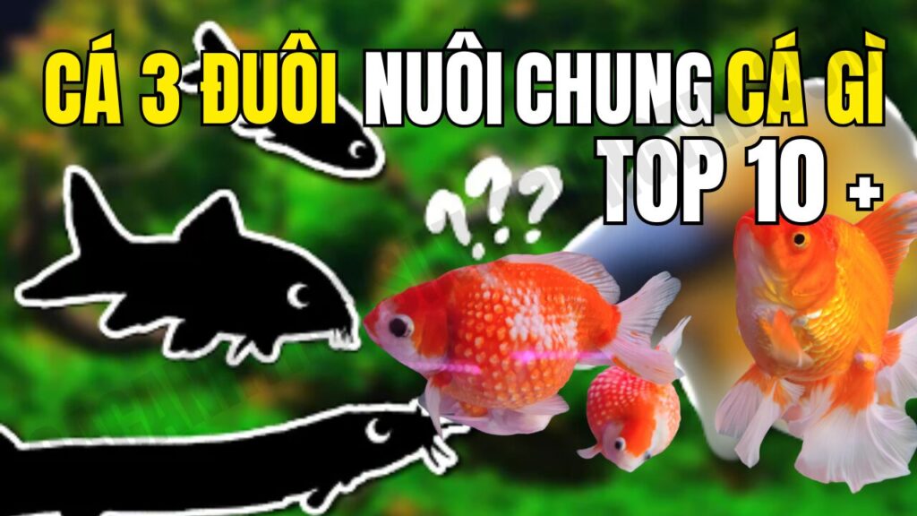 Cá ba đuôi nuôi chung cá gì