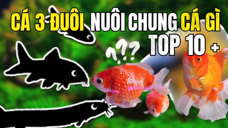 Cá ba đuôi nuôi chung cá gì