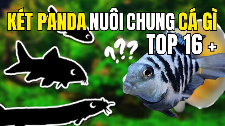 Cá két panda nuôi chung cá gì