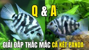 những câu hỏi về cá két panda