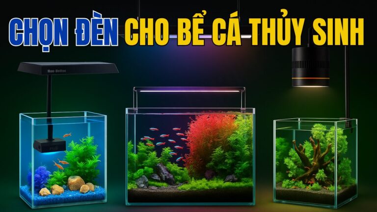 CÁCH CHỌN ĐÈN THỦY SINH CHO BỂ CÁ