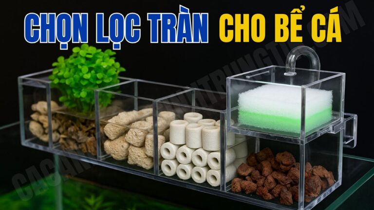 CÁCH CHỌN LỌC TRÀN CHO BỂ CÁ