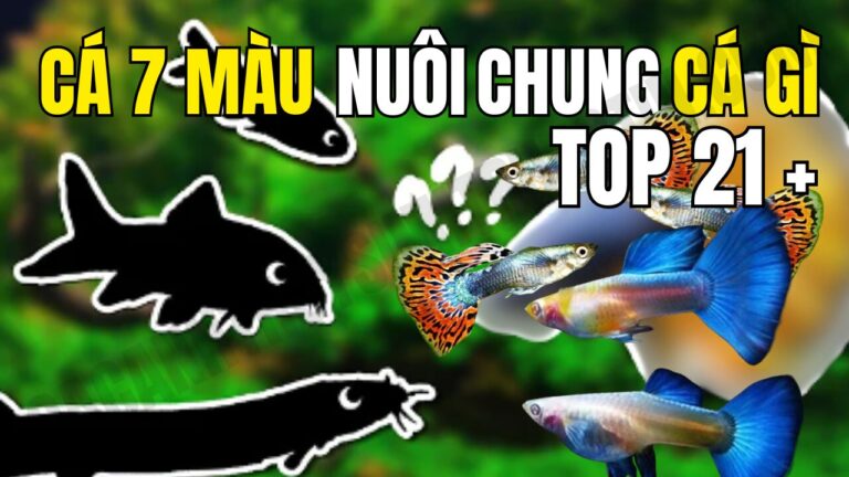 Cá bảy màu nuôi chung cá gì