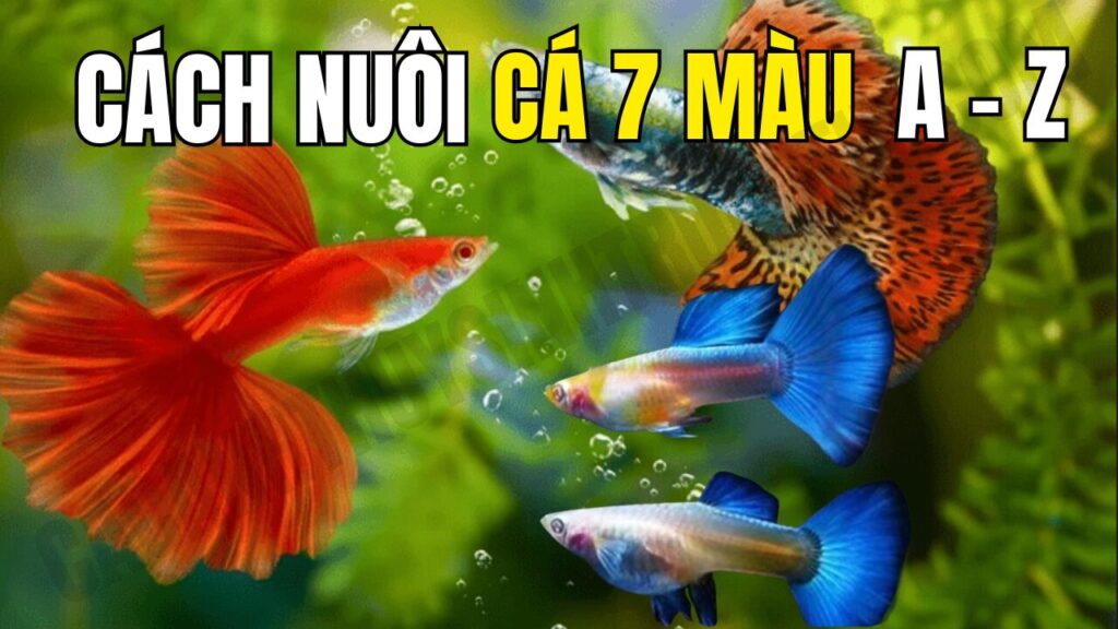 Cách nuôi cá bảy màu cho người mới từ a - z