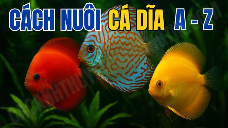 Cách nuôi cá dĩa cho người mới từ a -z