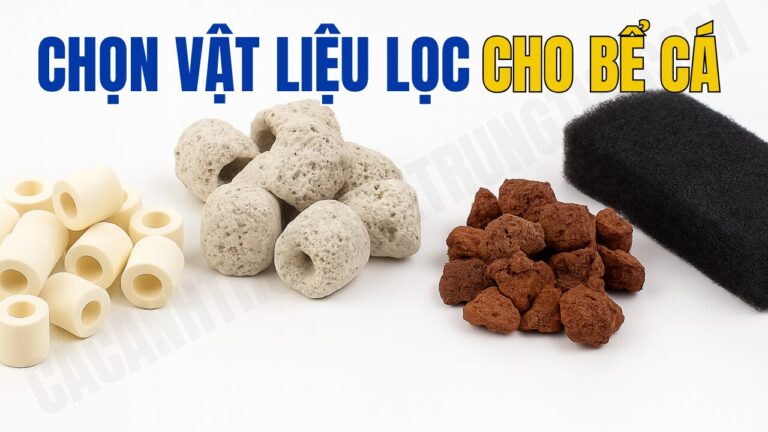 CÁCH CHỌN VẬT LIỆU LỌC CHO BỂ CÁ