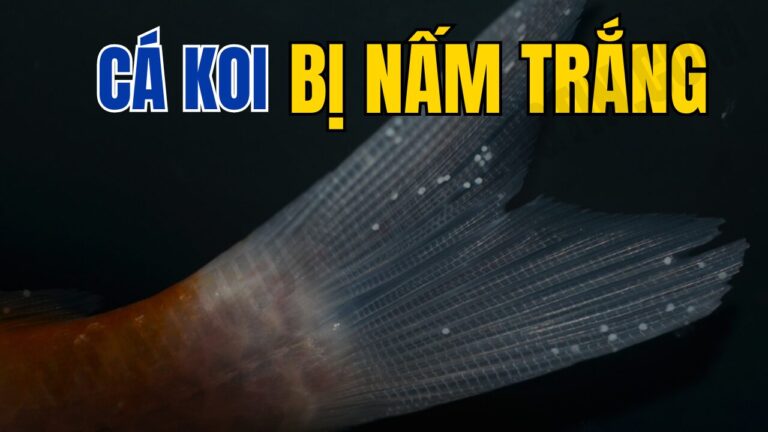 Cá koi bị nấm trắng và cách điều trị