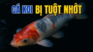 Cá koi bị tuột nhớt và cách điều trị
