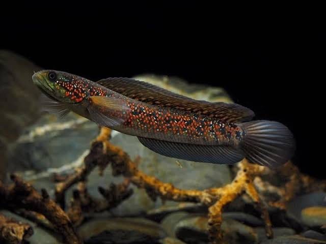 Cá lóc trân châu ngũ sắc