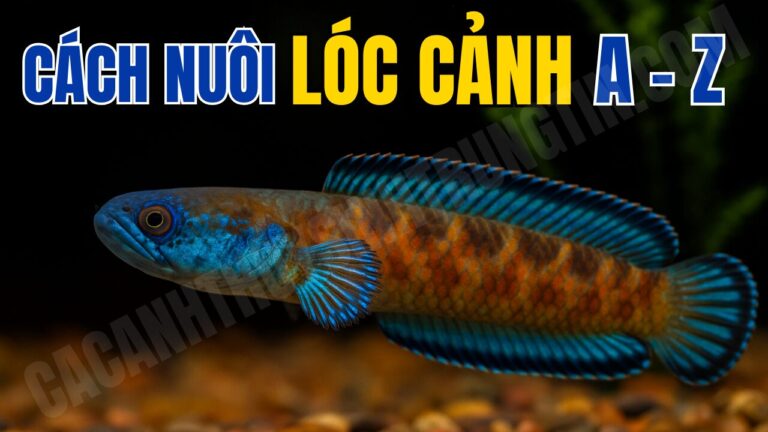 Cách nuôi cá lóc cảnh cho người mới từ a - z