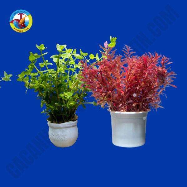 Cây hậu cảnh