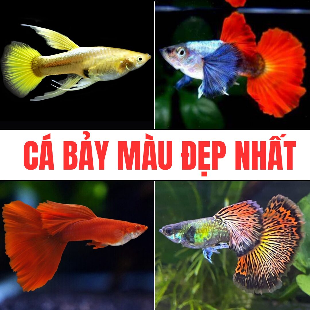 Những dòng Cá Bảy Màu đẹp giá rẻ, dễ nuôi, ai cũng chơi được