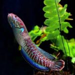 Cá lóc cầu vồng vây xanh (Channa andrao)