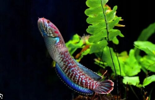 Cá lóc cầu vồng vây xanh (Channa andrao)