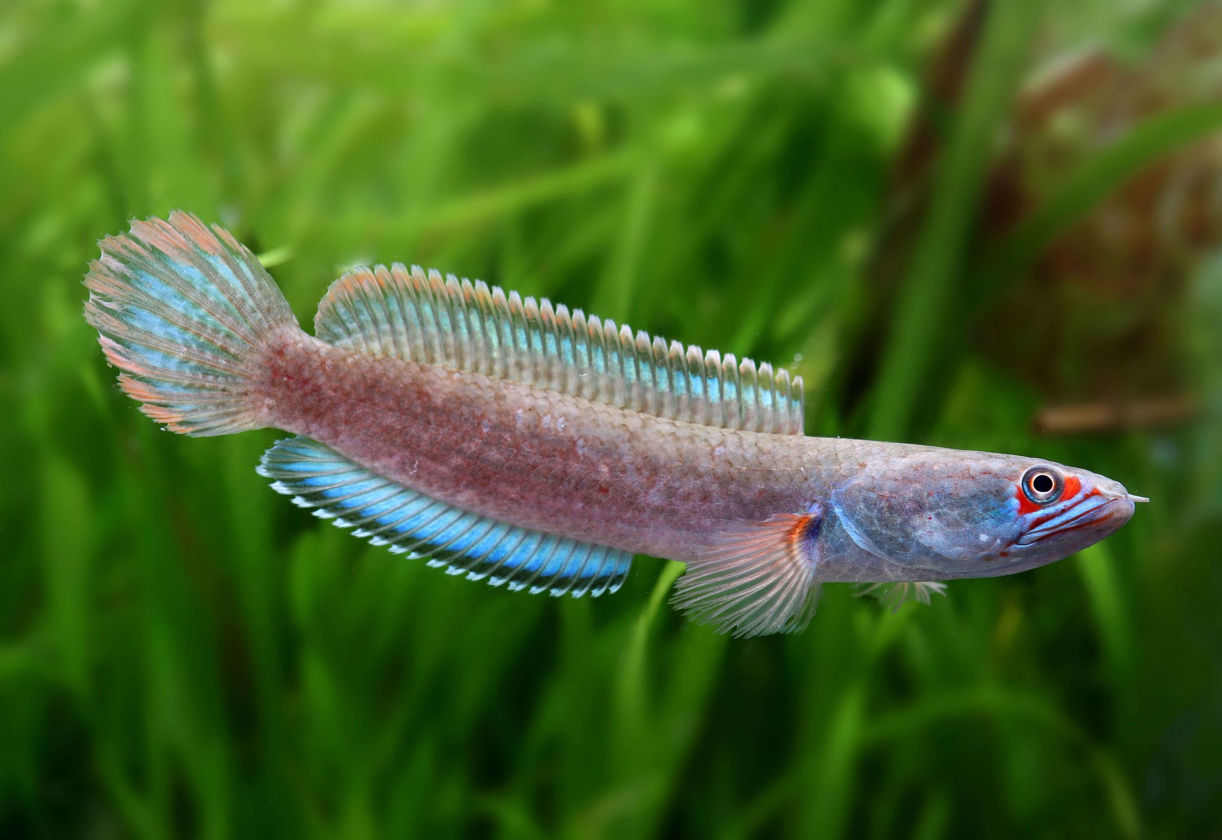 cá lóc lửa băng