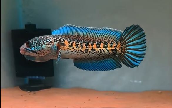 Cá lóc nữ hoàng (Channa aurantimaculata)