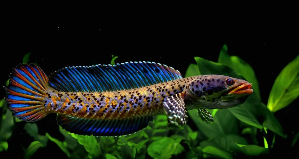 cá lóc pháo hoa da báo